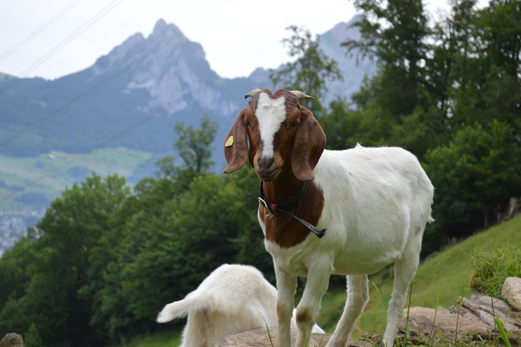 Ferienhaus Stockli บรุนเนน ภายนอก รูปภาพ